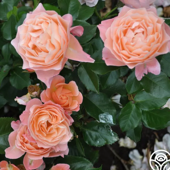 Heirloom Roses Marie Curie® Discount