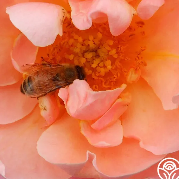 Heirloom Roses Marie Curie® Discount