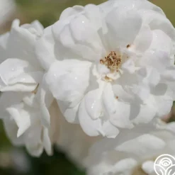 Heirloom Roses Marie Pavie Best