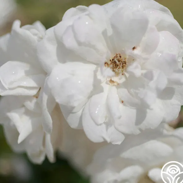 Heirloom Roses Marie Pavie Best