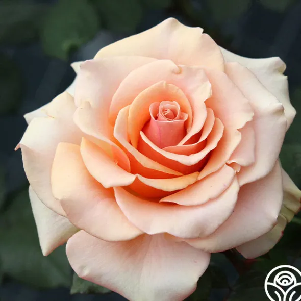 Heirloom Roses Marilyn Monroe™ Online