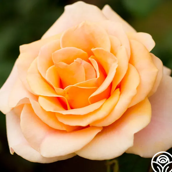 Heirloom Roses Marilyn Monroe™ Online