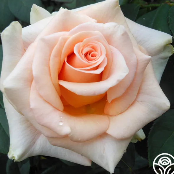 Heirloom Roses Marilyn Monroe™ Online
