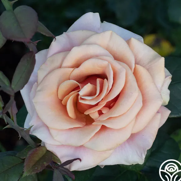 Heirloom Roses Marilyn Monroe™ Online