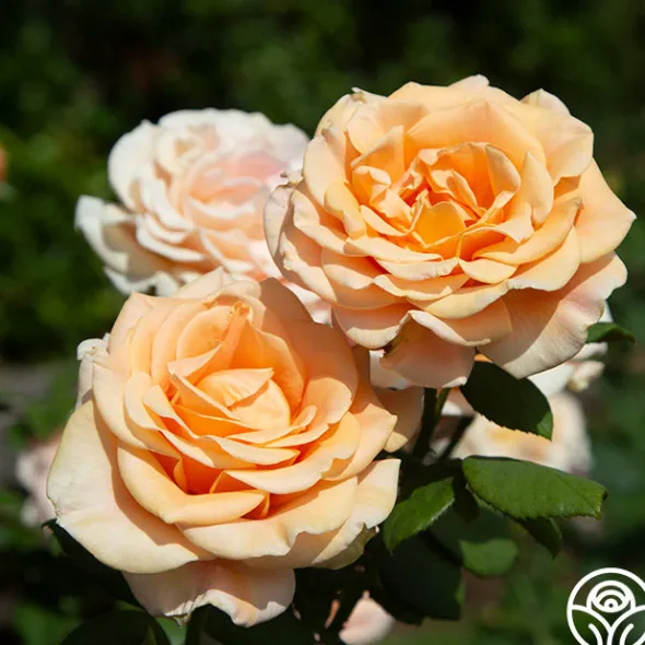 Heirloom Roses Marilyn Monroe™ Online