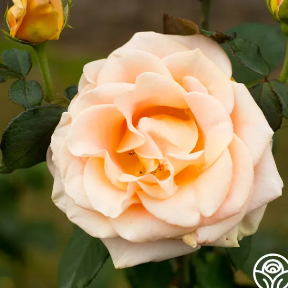 Heirloom Roses Marilyn Monroe™ Online