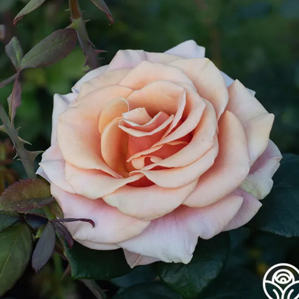 Heirloom Roses Marilyn Monroe™ Online