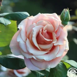 Heirloom Roses Marilyn Monroe™ Online