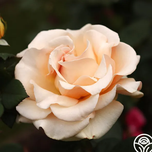 Heirloom Roses Marilyn Monroe™ Online