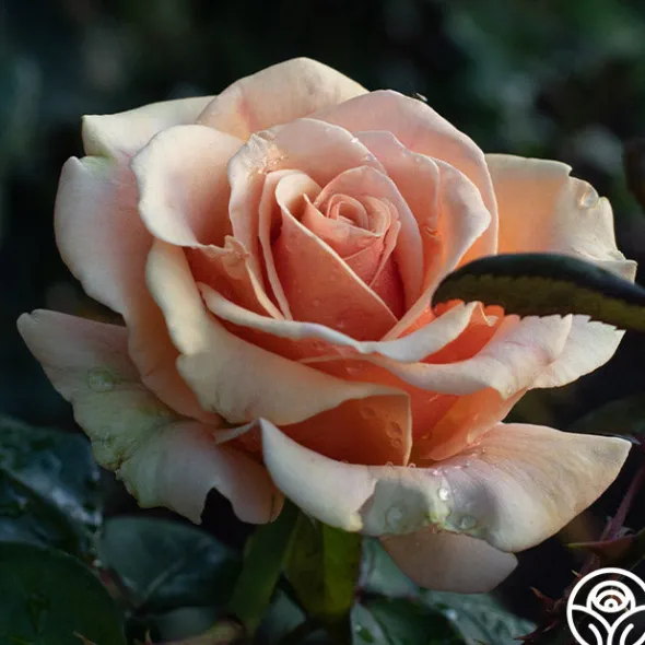 Heirloom Roses Marilyn Monroe™ Online