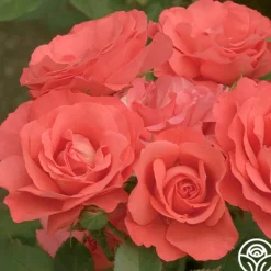 Heirloom Roses Marmalade Skies™ New