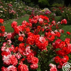 Heirloom Roses Marmalade Skies™ New