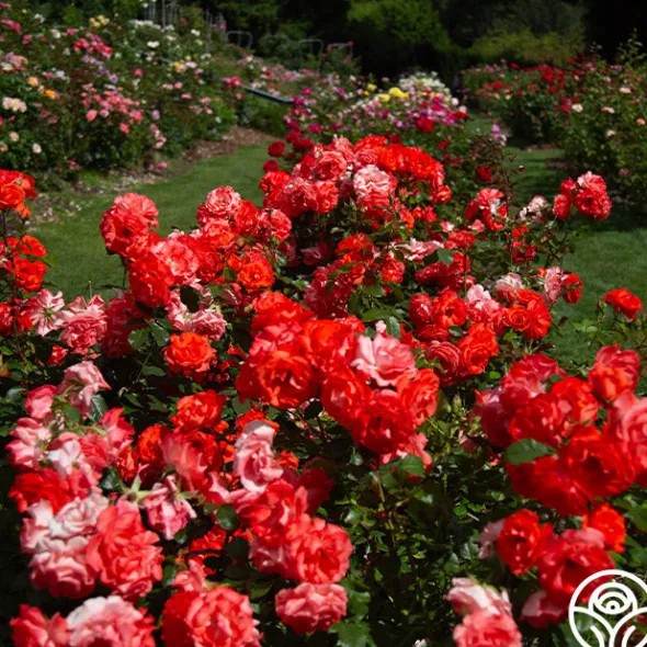 Heirloom Roses Marmalade Skies™ New