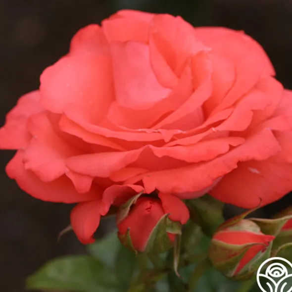 Heirloom Roses Marmalade Skies™ New