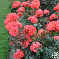 Heirloom Roses Marmalade Skies™ New