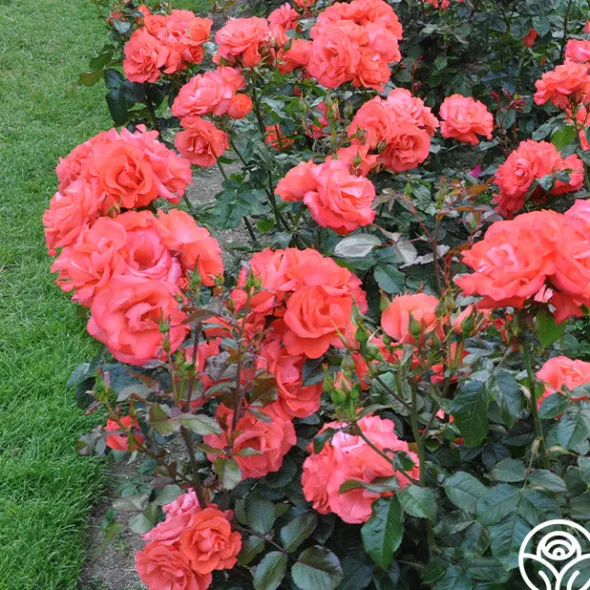 Heirloom Roses Marmalade Skies™ New