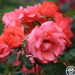 Heirloom Roses Marmalade Skies™ New