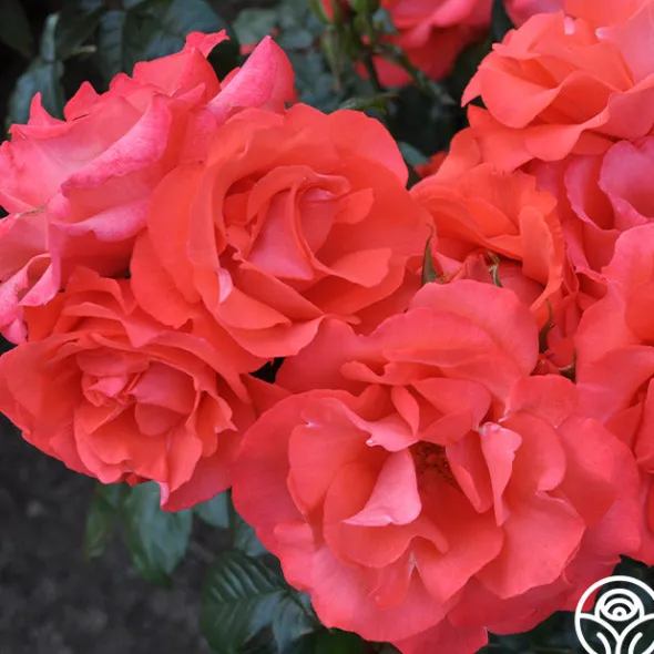 Heirloom Roses Marmalade Skies™ New