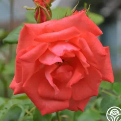 Heirloom Roses Marmalade Skies™ New