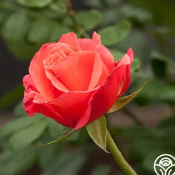 Heirloom Roses Marmalade Skies™ New