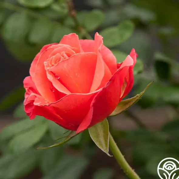 Heirloom Roses Marmalade Skies™ New