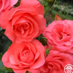Heirloom Roses Marmalade Skies™ New