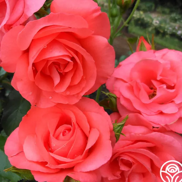 Heirloom Roses Marmalade Skies™ New