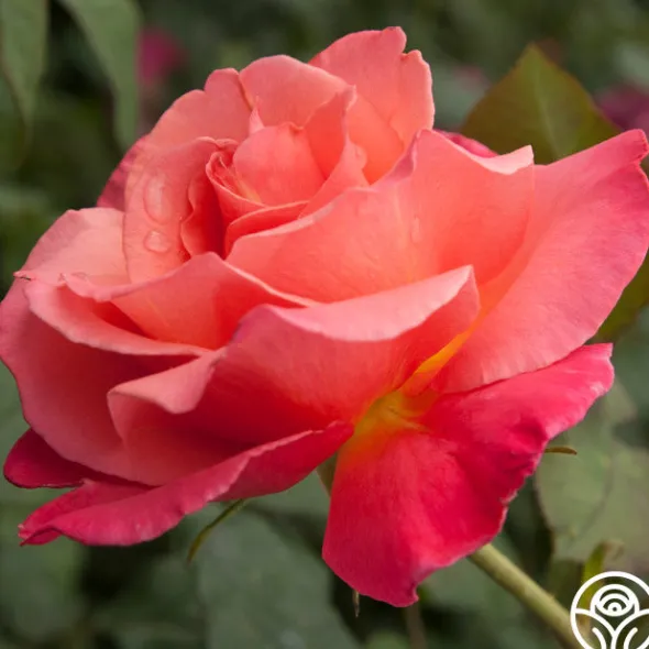 Heirloom Roses Marmalade Skies™ New