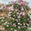 Heirloom Roses Mary Delany® Clearance