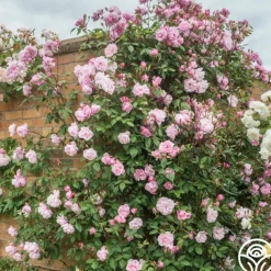 Heirloom Roses Mary Delany® Clearance