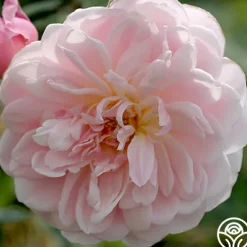 Heirloom Roses Mary Delany® Clearance
