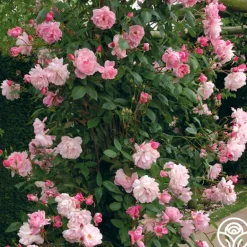Heirloom Roses Mary Delany® Clearance