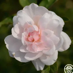 Heirloom Roses Mary Delany® Clearance