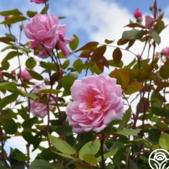 Heirloom Roses Mary Delany® Clearance