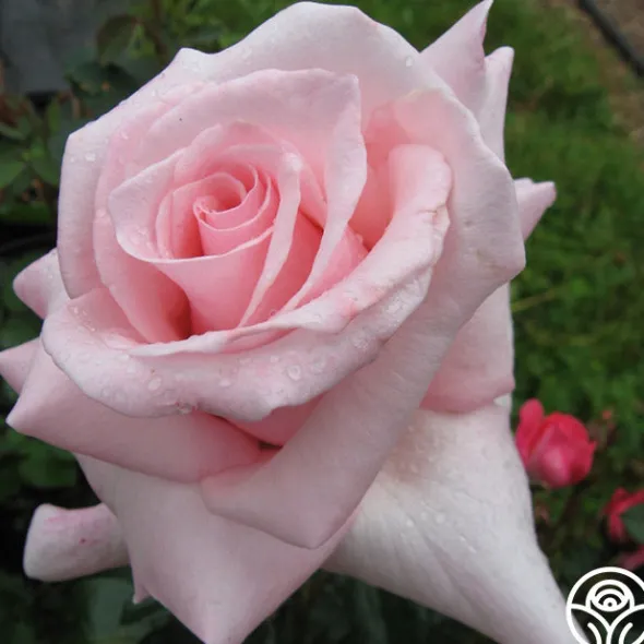 Heirloom Roses Marylou Whitney