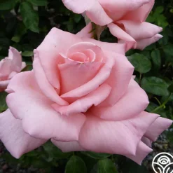 Heirloom Roses Marylou Whitney