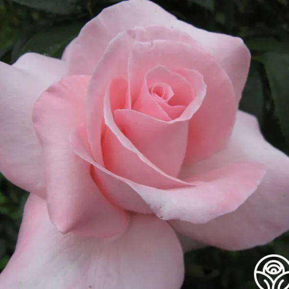 Heirloom Roses Marylou Whitney