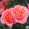 Heirloom Roses Matchless Mother™ Discount