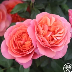 Heirloom Roses Matchless Mother™ Discount