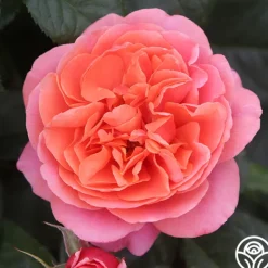 Heirloom Roses Matchless Mother™ Discount