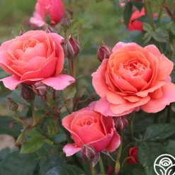 Heirloom Roses Matchless Mother™ Discount