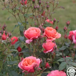 Heirloom Roses Matchless Mother™ Discount