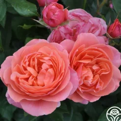 Heirloom Roses Matchless Mother™ Discount