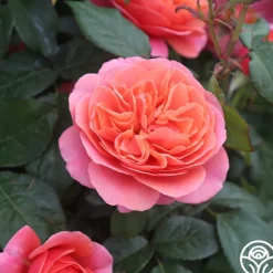 Heirloom Roses Matchless Mother™ Discount