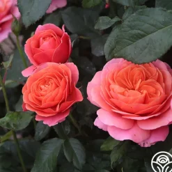Heirloom Roses Matchless Mother™ Discount