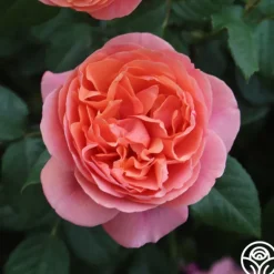 Heirloom Roses Matchless Mother™ Discount