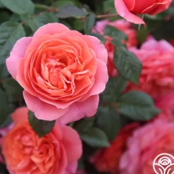 Heirloom Roses Matchless Mother™ Discount