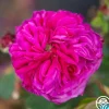 Heirloom Roses Maurice Lepelletier Sale