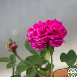 Heirloom Roses Maurice Lepelletier Sale