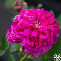 Heirloom Roses Maurice Lepelletier Sale